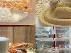 -酷以爬仙阁实体爬宠店·守宫·蜥蜴·专业繁育