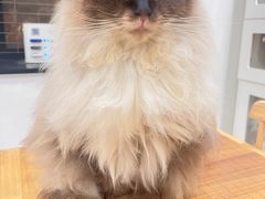 -楼上猫咖(罗湖店)