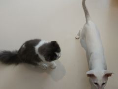 -飞行喵MR PILOT|猫舍·猫咖(静安大融城店)