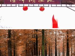 -泗洪洪泽湖湿地景区