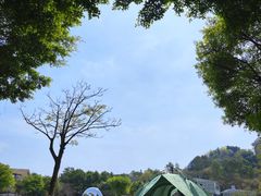 -王借岗森林公园