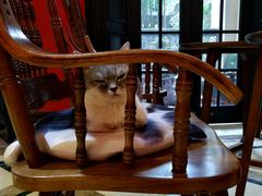 -猫色咖啡·猫咖