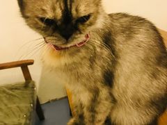 -猫色咖啡·猫咖