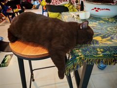 -平行世界·猫咖(首经贸店)