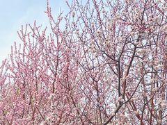 -桃花堤公园