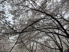 -苏州上方山国家森林公园