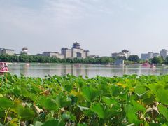 -莲花池公园