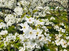 -树山生态村