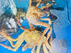 -真情鲍鱼海鲜汤