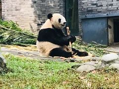 -都江堰中华大熊猫苑