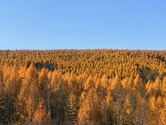 -塞罕坝国家级自然保护区