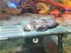 -暹罗海洋世界