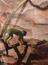 -Zoolung Zoolung动物主题公园(海信广场店)