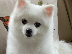 -爱侣宠医·鹦鹉专科·小型哺乳类·异宠专科(灵石路店)