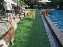 -汪说喵讲宠物乐园宠物酒店(红星美凯龙店)