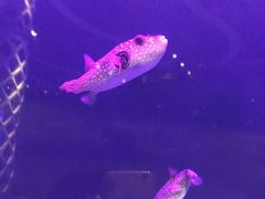 -瑞德姆美人鱼海底演艺主题餐厅(亚龙湾店)