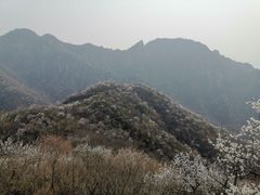 -大岭沟猕猴桃谷风景区
