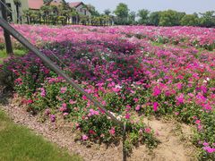 -歌斐颂巧克力小镇