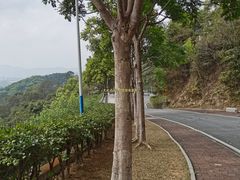 -火炉山森林公园