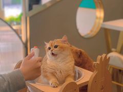 -飞行喵MR PILOT|猫舍·猫咖(静安大融城店)