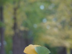 -钓鱼台银杏大道