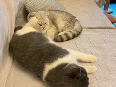 -东方名猫馆·英短金渐层布偶猫舍(环线广场1号楼店)