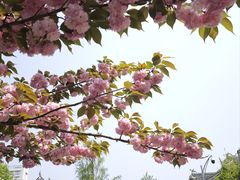 -四川大学(华西校区)