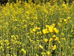 -福建鲤鱼洲酒店