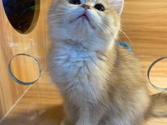 -猫十亿·布偶金渐层·曼基康矮脚猫舍(青年路店)