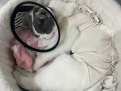 -关爱宠物医院·猫科中心·消化科(滨湖万达分院)