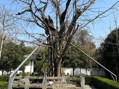 -上海佘山国家森林公园天马山园