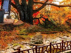 -光雾山旅游景区