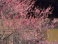 -慧因高丽寺