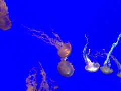 -上海海洋水族馆