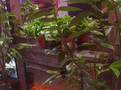-山河屯铁锅炖鲜鹅·东北菜(开发区一店)