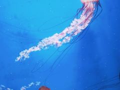 -大连老虎滩海洋公园