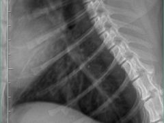 -瑞鹏宠物医院·宠保定点·心脏科·内科(御桥分院)