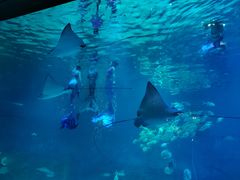 -烟台海昌鲸鲨海洋公园