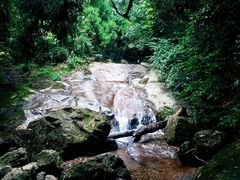 -天目山大树王景区