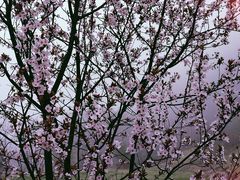 -秦岭终南山世界地质公园翠华山景区