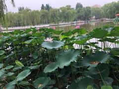 -丰台花园