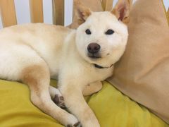 -柴迷FANS CLUB·柴犬狗咖·猫咖