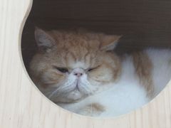 -喵园·猫主题咖啡厅·撸猫·猫咖(国贸店)