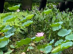 -荔湾湖公园