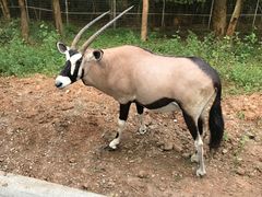 -清迈夜间动物园