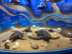 -广东惠东海龟国家级自然保护区