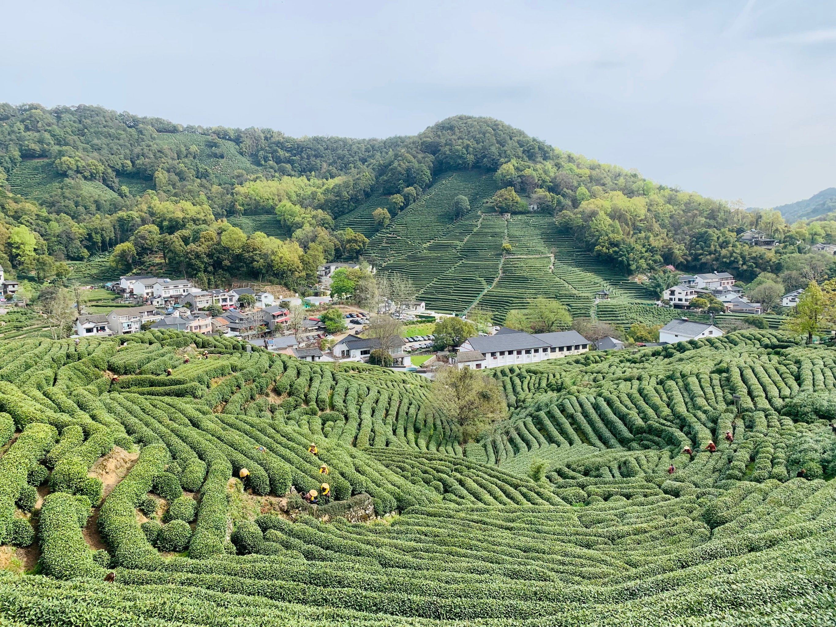 杭州 狮峰龙井