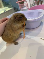 -Moni星球萌宠·小马宝莉·灵蛇·高端高阶全萌宠互动体验俱乐部(红豆国际广场店)