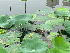 -前关湿地公园