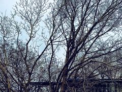 -糖房咖啡(南锣鼓巷店)